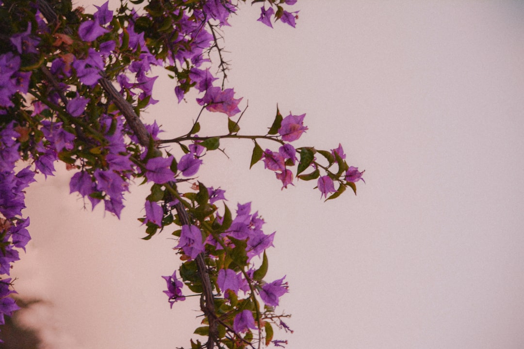 purple-flowers-are-growing-on-the-side-of-a-building-5k4s2sswjhe